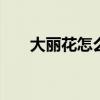 大丽花怎么种植最好 大丽花怎么种植