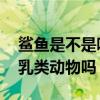 鲨鱼是不是哺乳动物 鲨鱼是什么类动物是哺乳类动物吗 