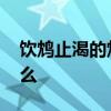 饮鸩止渴的鸩是什么意思 饮鸩止渴的鸩指什么