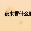 夜来香什么时候开花 夜来香花什么时间开