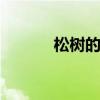 松树的特点 松树的特点有哪些