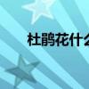 杜鹃花什么时候开 杜鹃花的开花时间