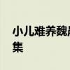 小儿难养魏晨在第几集 小儿难养魏晨在多少集