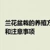 兰花盆栽的养殖方法和注意事项有哪些 兰花盆栽的养殖方法和注意事项