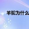 羊驼为什么吐口水 羊驼为什么会吐口水