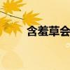 含羞草会开花吗 含羞草会不会开花