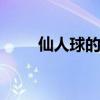 仙人球的花语 仙人球的花语是什么