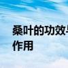 桑叶的功效与作用 桑叶泡水喝有什么功效和作用