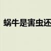 蜗牛是害虫还是益虫 蜗牛属于害虫还是益虫