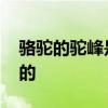 骆驼的驼峰是储存什么的 骆驼的驼峰是干嘛的