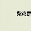 柴鸡是什么鸡 柴鸡属于什么鸡