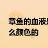 章鱼的血液是什么颜色的 章鱼的血到底是什么颜色的