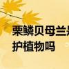 栗鳞贝母兰是保护植物吗 栗鳞贝母兰属于保护植物吗
