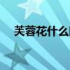 芙蓉花什么时候开 芙蓉花什么时候开花 