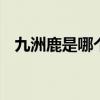 九洲鹿是哪个的品牌 九洲鹿是哪里的品牌