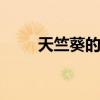 天竺葵的养殖方法 天竺葵怎么养殖