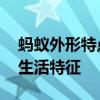 蚂蚁外形特点和生活特征 蚂蚁的外貌特点和生活特征