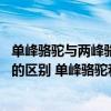 单峰骆驼与两峰骆驼的不同之处和特点 单峰骆驼与两峰骆驼的区别 单峰骆驼和双峰骆驼