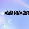 燕条和燕盏有什么区别 燕条和燕盏的区别