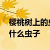 樱桃树上的虫子叫什么 在樱桃树上的虫子是什么虫子