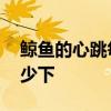 鲸鱼的心跳每分钟多少 鲸鱼的心跳一分钟多少下