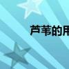 芦苇的用途  芦苇可以用来干什么
