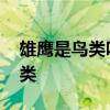 雄鹰是鸟类吗还是兽类 雄鹰属于鸟类还是兽类
