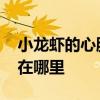 小龙虾的心脏长在什么位置 小龙虾的心脏长在哪里