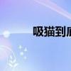 吸猫到底是什么意思 吸猫的意思