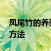 凤尾竹的养殖方法和注意事项 凤尾竹的养殖方法