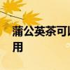 蒲公英茶可以天天喝吗 蒲公英茶的功效与作用
