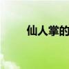 仙人掌的功效与作用 仙人掌的作用