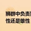 狮群中负责狩猎的是 狮群中负责狩猎的是雌性还是雄性