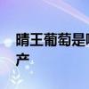 晴王葡萄是哪里产的 晴王葡萄是哪里产的特产