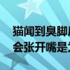 猫闻到臭脚后为什么会张开嘴 猫闻到臭脚后会张开嘴是为什么