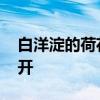 白洋淀的荷花什么时候开 白洋淀荷花几月份开