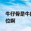 牛仔骨是牛的哪个部位 牛仔骨是牛的哪个部位啊
