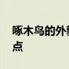 啄木鸟的外貌与特点是什么 啄木鸟有什么特点