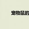 宠物鼠的种类有哪些 宠物鼠有几种
