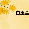 白玉兰花语 白玉兰花语是什么