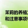 茉莉的养殖方法和注意事项 茉莉的养殖方法和注意事项有哪些