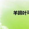 羊蹄叶可以吃吗 羊蹄叶能不能吃