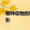 哪种动物的瞳孔是方形 什么动物的瞳孔是方形
