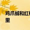 鸡爪槭和红枫的区别 鸡爪槭和红枫区别在哪里