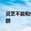 灵芝不能和什么一起吃 灵芝的吃法及禁忌人群
