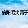 信阳毛尖属于什么茶 信阳毛尖属于什么茶类