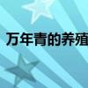 万年青的养殖方法和注意事项 万年青怎么养