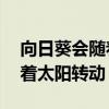 向日葵会随着太阳转动吗 向日葵为什么会向着太阳转动