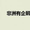 非洲有企鹅吗 非洲有企鹅吗有还是没有