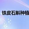 铁皮石斛种植技术有什么 铁皮石斛怎么种植